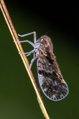 Cixiidae