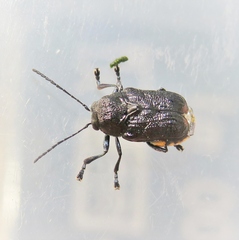Aporocera scabrosa