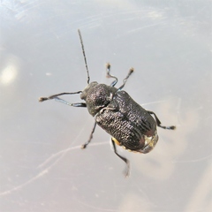 Aporocera scabrosa
