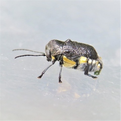 Aporocera scabrosa