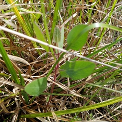 Eupatorium mikanioides