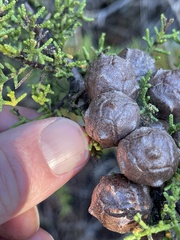 Cupressus goveniana