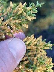 Cupressus goveniana