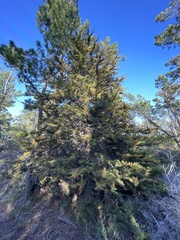 Cupressus goveniana