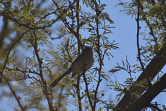 Polioptila