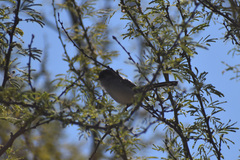 Polioptila
