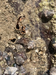 Acanthais brevidentata