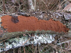 Hymenochaete cinnamomea