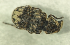 Anthribinae