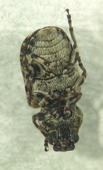 Anthribinae