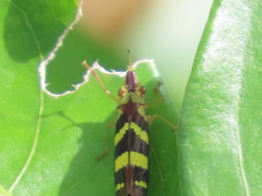 Raphirhinus phosphoreus