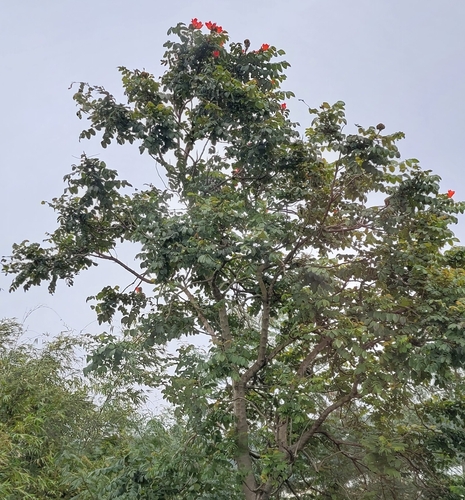 African tulip tree