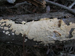 Perenniporia tenuis