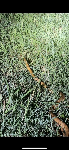 Brown Tree Snake sighting