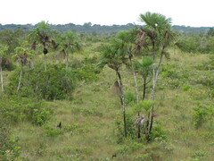Mauritiella