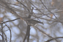 Polioptila