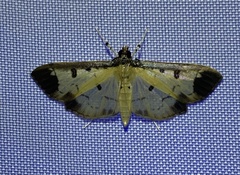 Eulepte