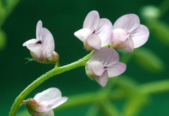 Vicia disperma