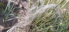 Stipa borysthenica