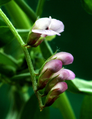 Vicia disperma
