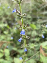 Salvia misella