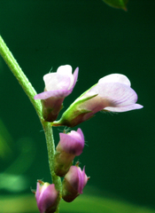 Vicia disperma