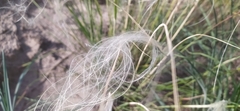 Stipa borysthenica
