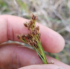 Rhynchospora microcarpa