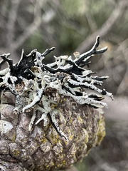 Hypogymnia