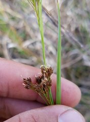 Rhynchospora microcarpa