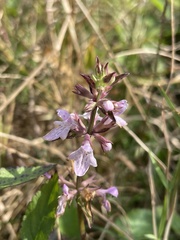 Stachys floridana