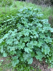 Malva parviflora