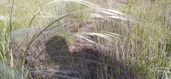 Stipa borysthenica
