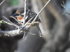 Hypnelus ruficollis