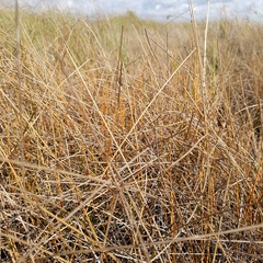 Eleocharis cellulosa