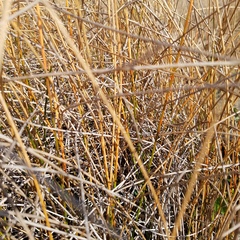 Eleocharis cellulosa