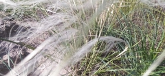 Stipa borysthenica