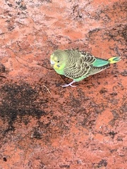 Melopsittacus undulatus domesticus