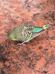 Melopsittacus undulatus domesticus