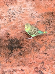 Melopsittacus undulatus domesticus