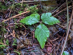 Tiarella trifoliata