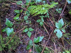 Tiarella trifoliata