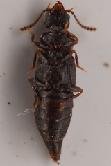 Nanobius serricollis