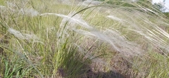 Stipa borysthenica