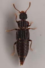 Nanobius serricollis