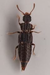 Nanobius serricollis