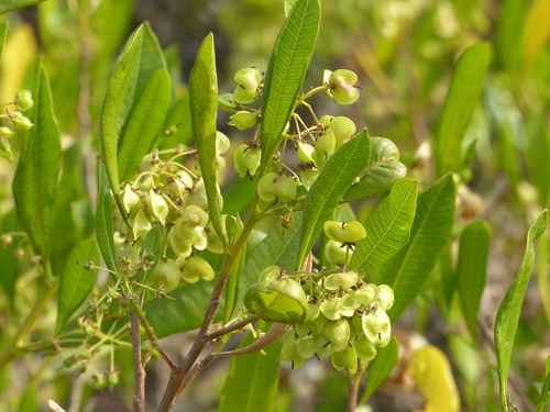 Dodonaea viscosa iNat (1)