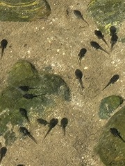 Rhinella horribilis