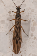 Capniidae