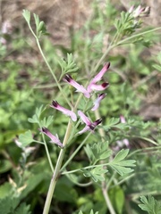 Fumaria